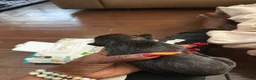 Cane Corso dogs for sale: Cane Corso Puppy 3 - Ad 3