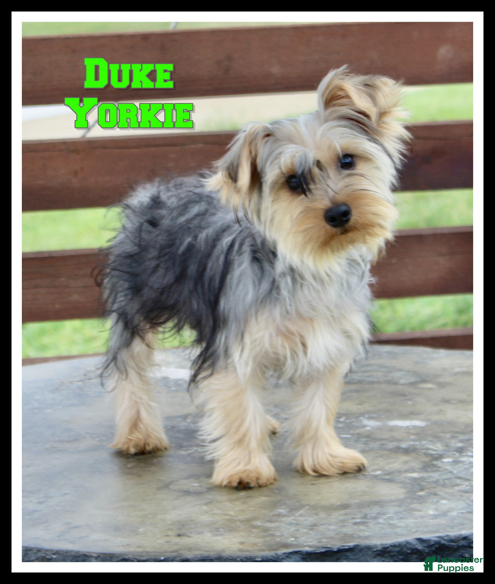 Yorkshire Terrier dogs Duke - Ad 1