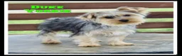 Yorkshire Terrier dogs for sale: Duke - Ad 1