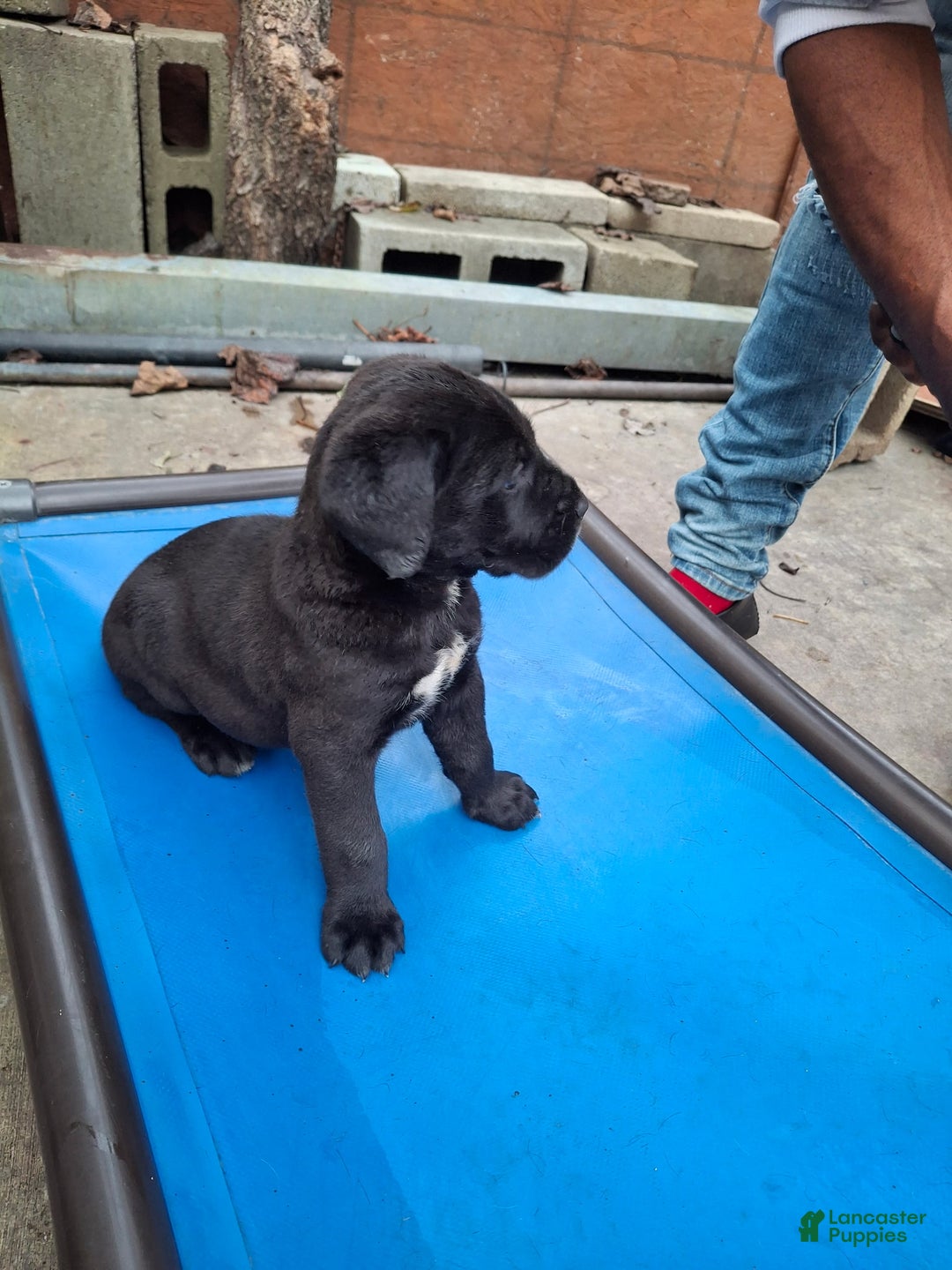 Cane Corso dogs for sale: Cane Corso Puppy 1 - Ad 3