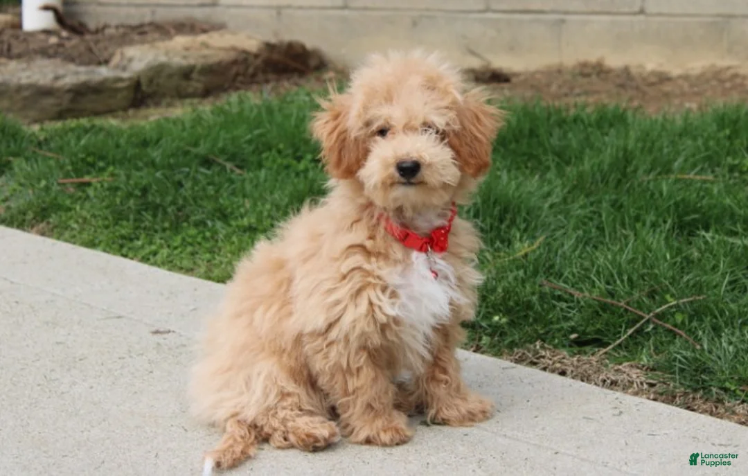 Bichpoo dogs for sale: Rolo - Ad 1