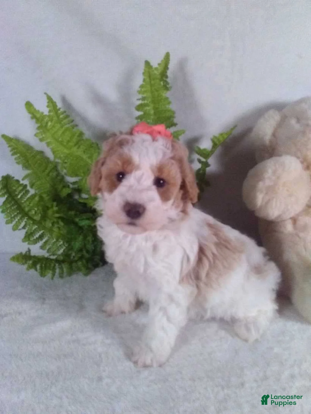 Bichpoo dogs for sale: Alexis  - Ad 5