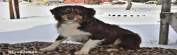 Australian Shepherd dogs for sale: River - Ad 2