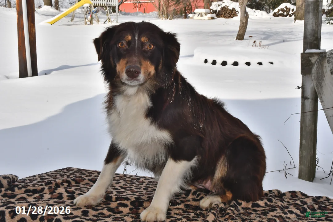 Australian Shepherd dogs for sale: River - Ad 2