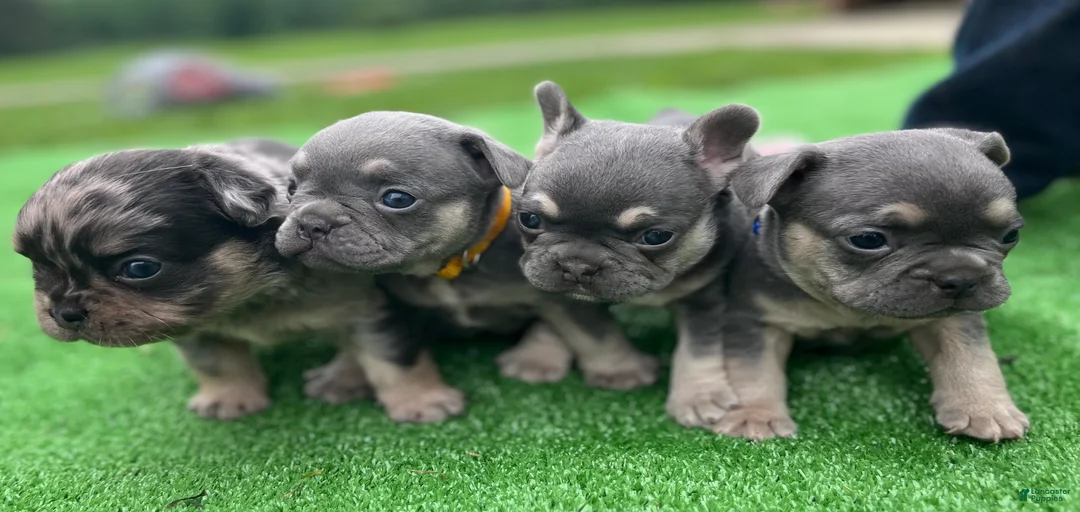 Gallery Image {{count}}