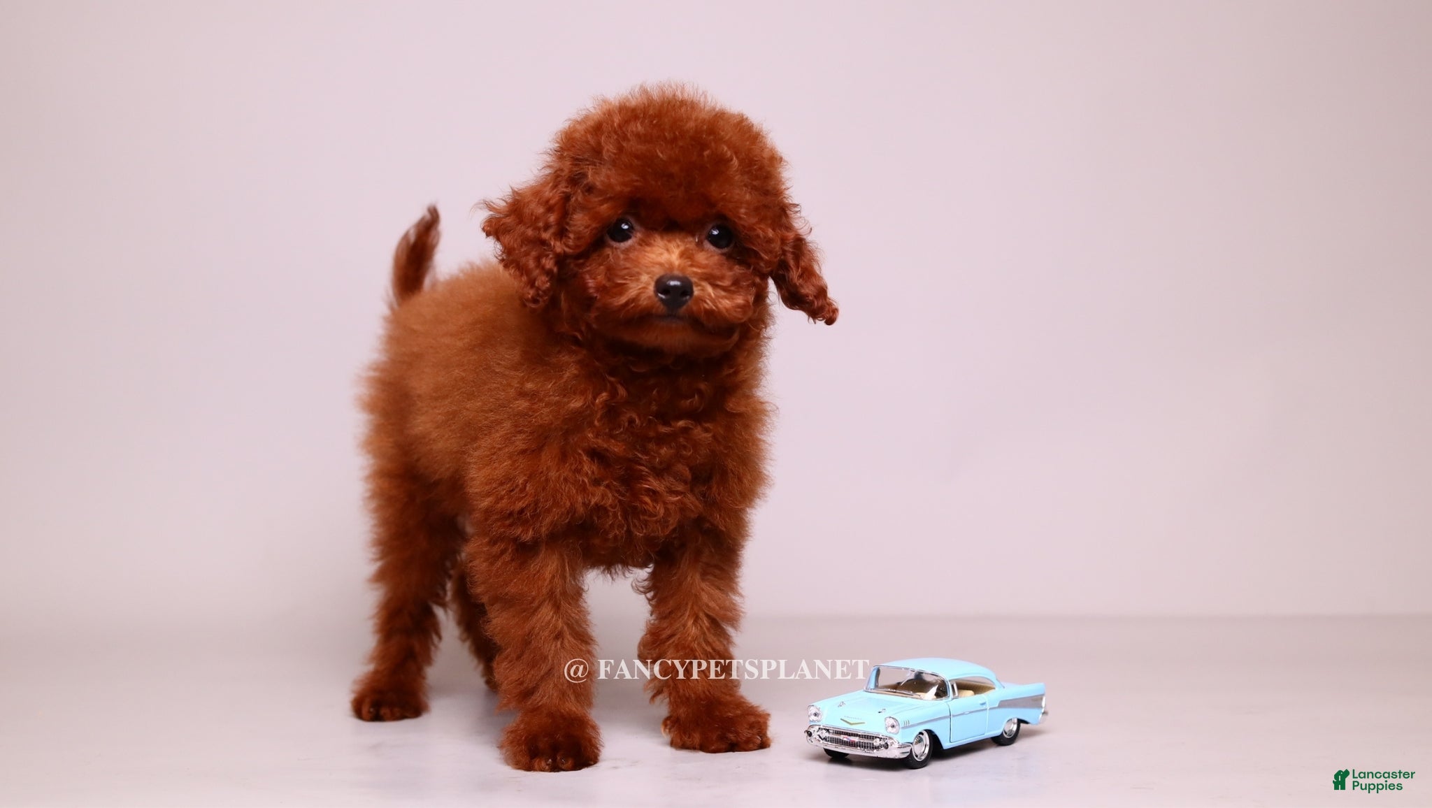 Toy Poodle dogs VISITA PER FORTUNA SHERI  - Ad 2