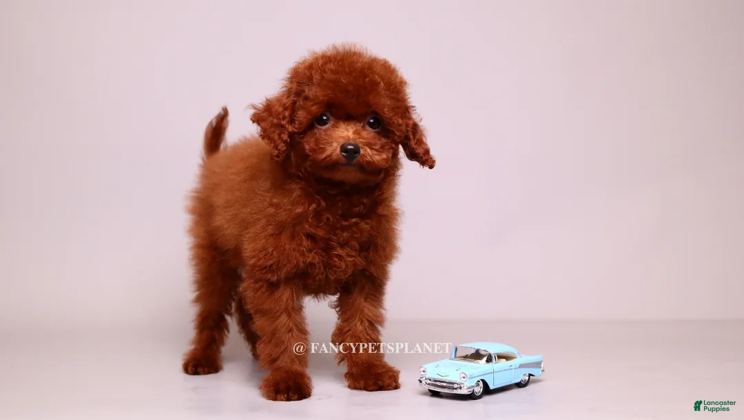 Toy Poodle dogs for sale: VISITA PER FORTUNA SHERI  - Ad 2