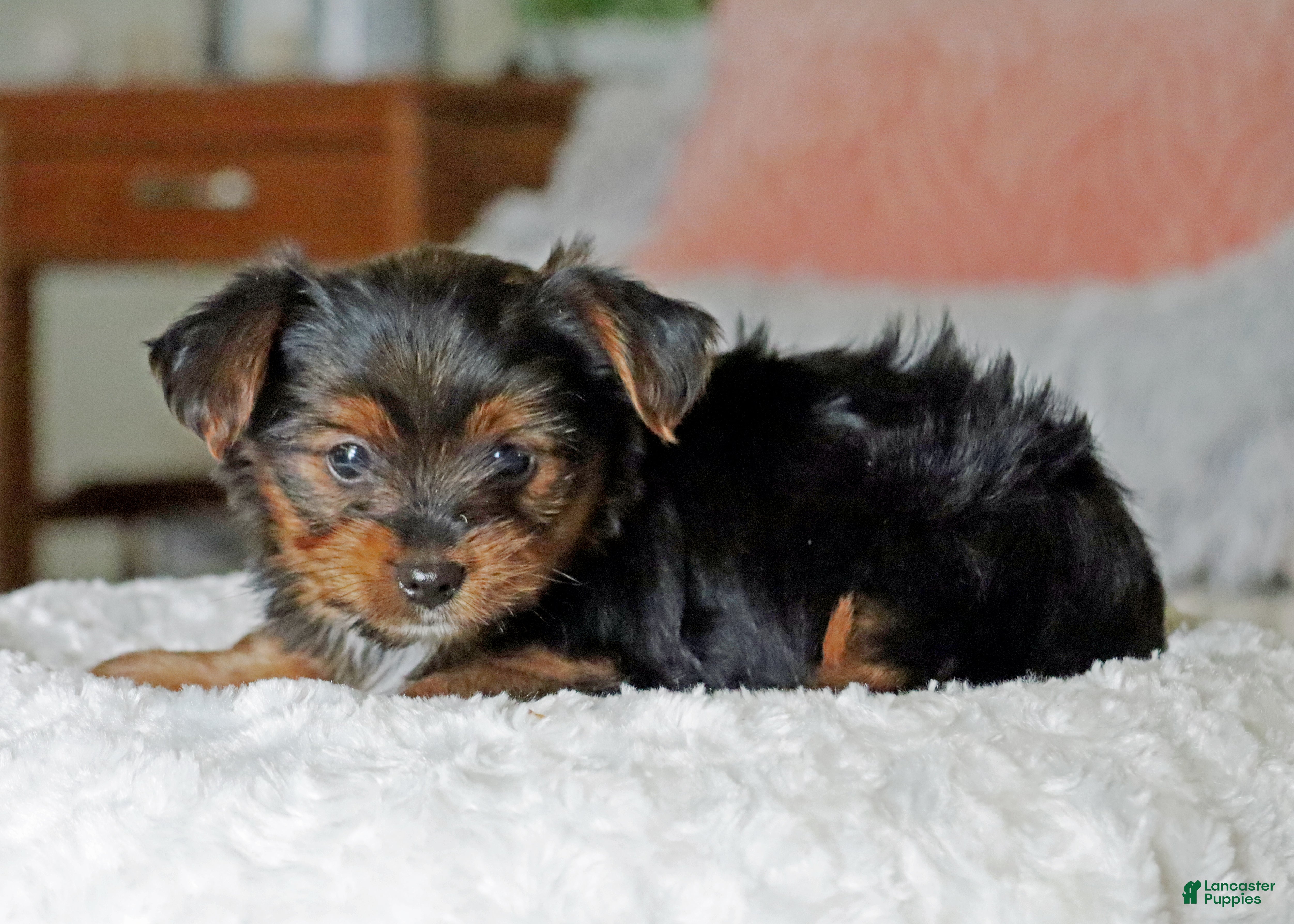 Yorkshire Terrier dogs Ty - Ad 2