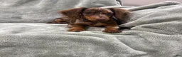 Miniature Dachshund dogs for sale: Female longhaired mini dachshund  - Ad 2