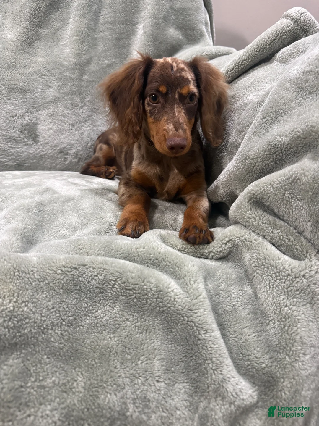 Miniature Dachshund dogs for sale: Female longhaired mini dachshund  - Ad 2