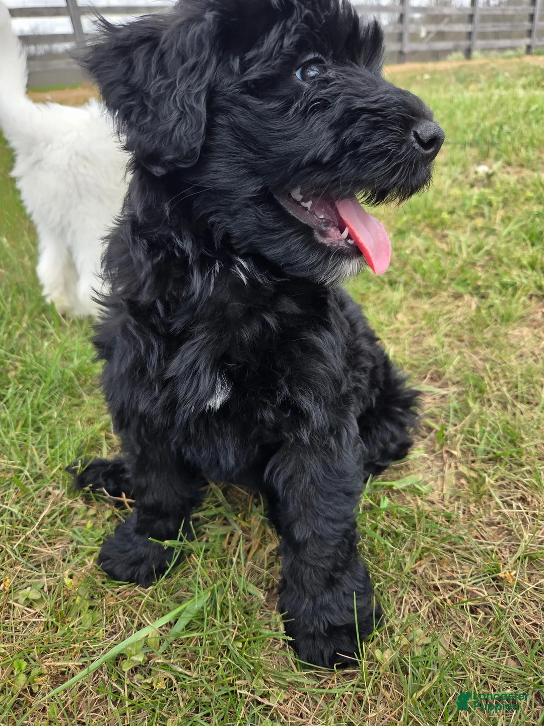 Aussiedoodle dogs for sale: Aussiedoodle Puppy 1 - Ad 3