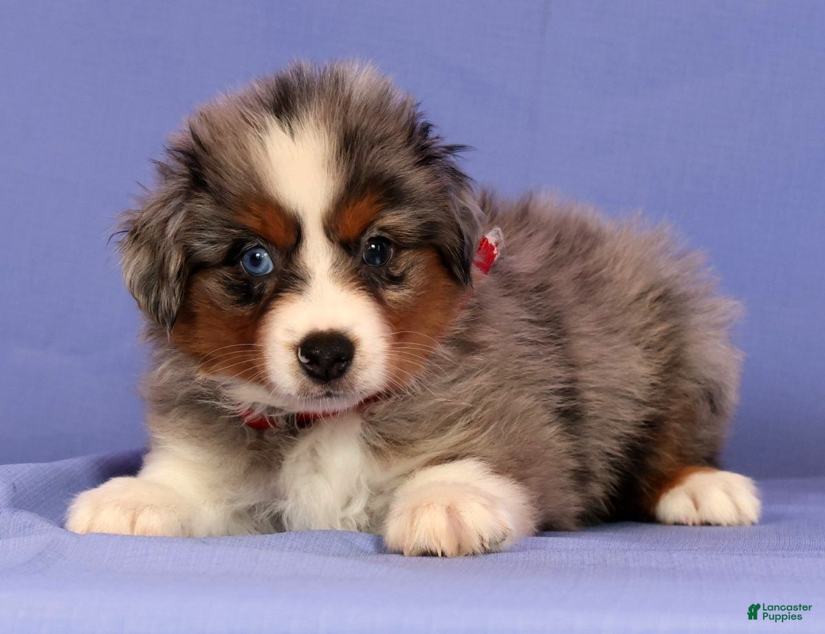 Miniature Australian Shepherd dogs for sale: Joey - Ad 1
