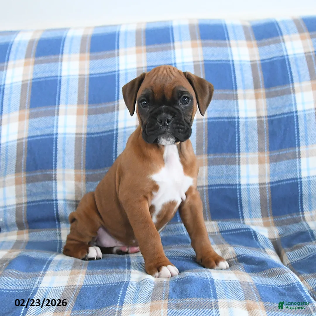 Boxer dogs for sale: Charlotte - Ad 4