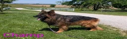German Shepherd dogs for sale: Ashley - Ad 7