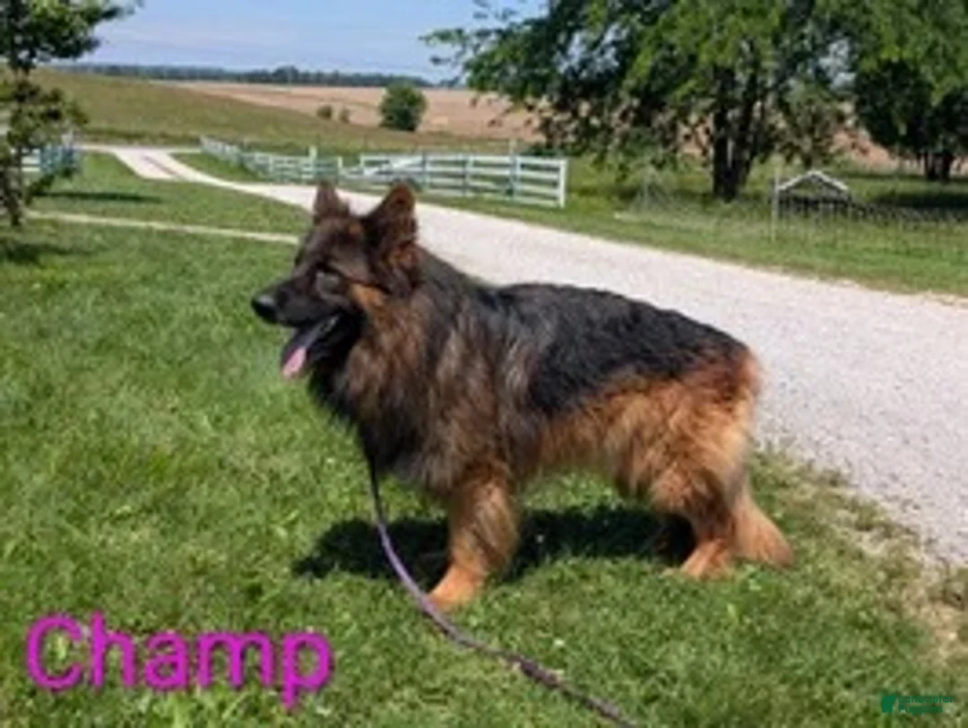 German Shepherd dogs for sale: Ashley - Ad 7