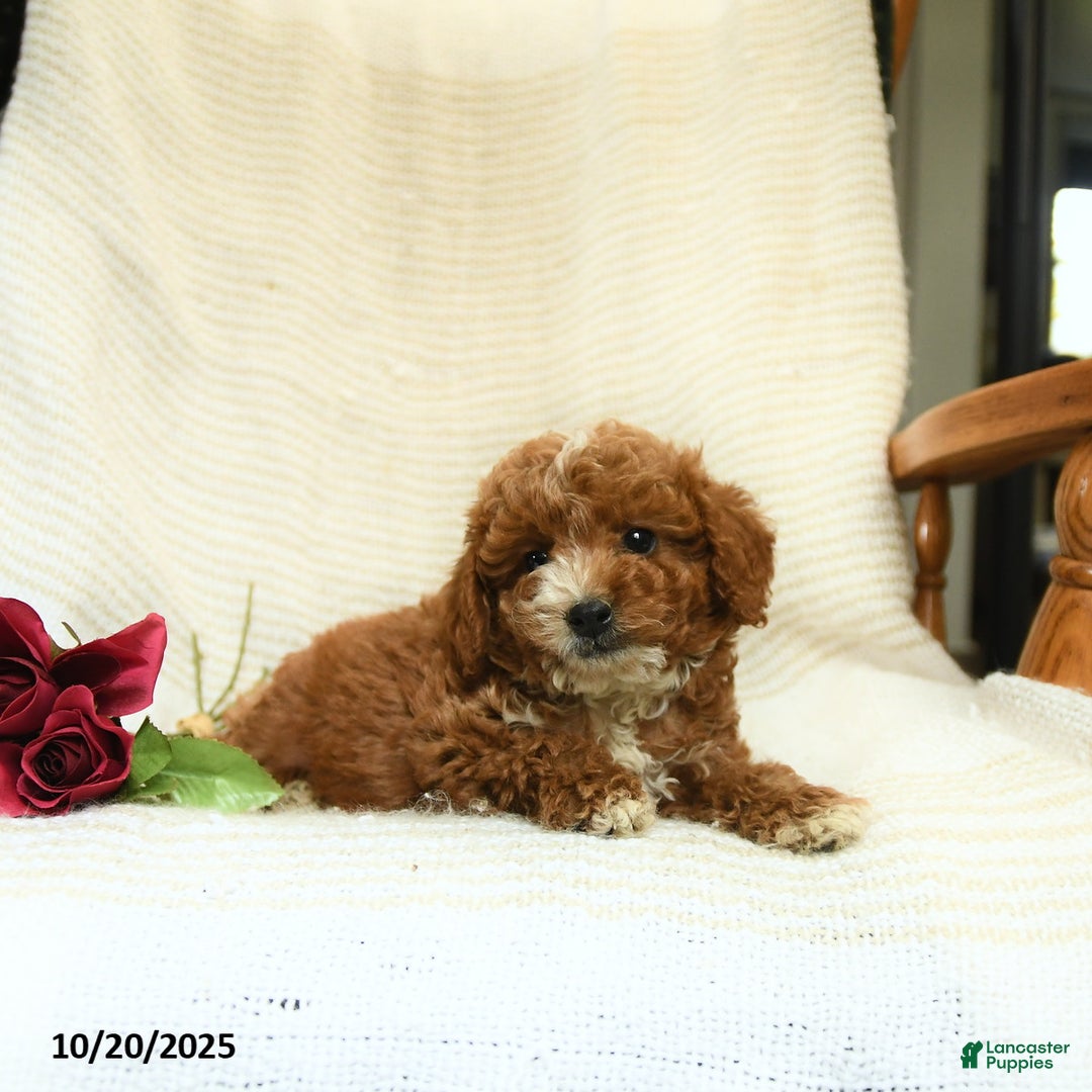 Cockapoo dogs for sale: Curtis - Ad 4