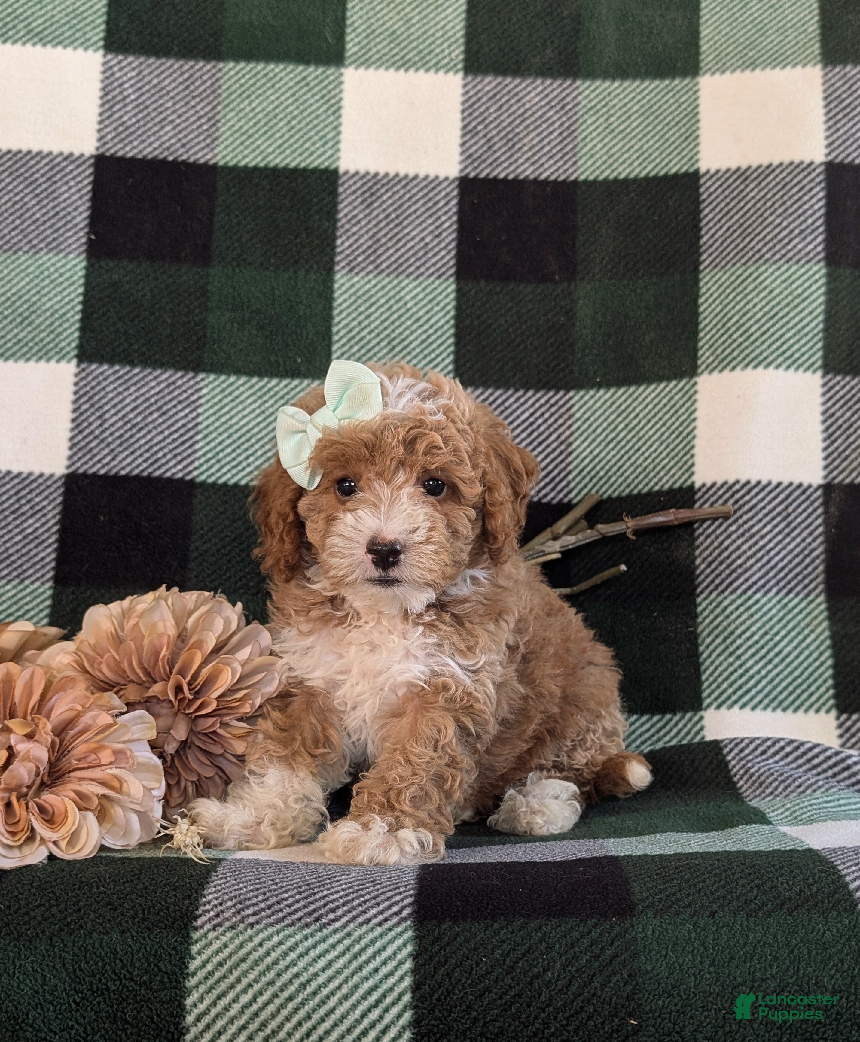 Bichpoo dogs Ashlee - Ad 2