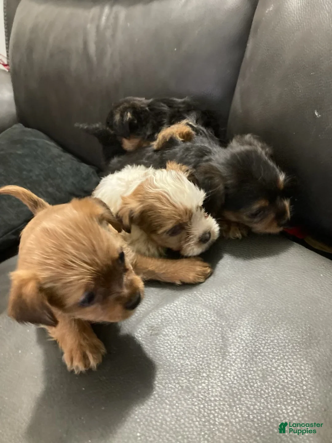 Mixed Breed dogs for sale: Honey - Ad 2