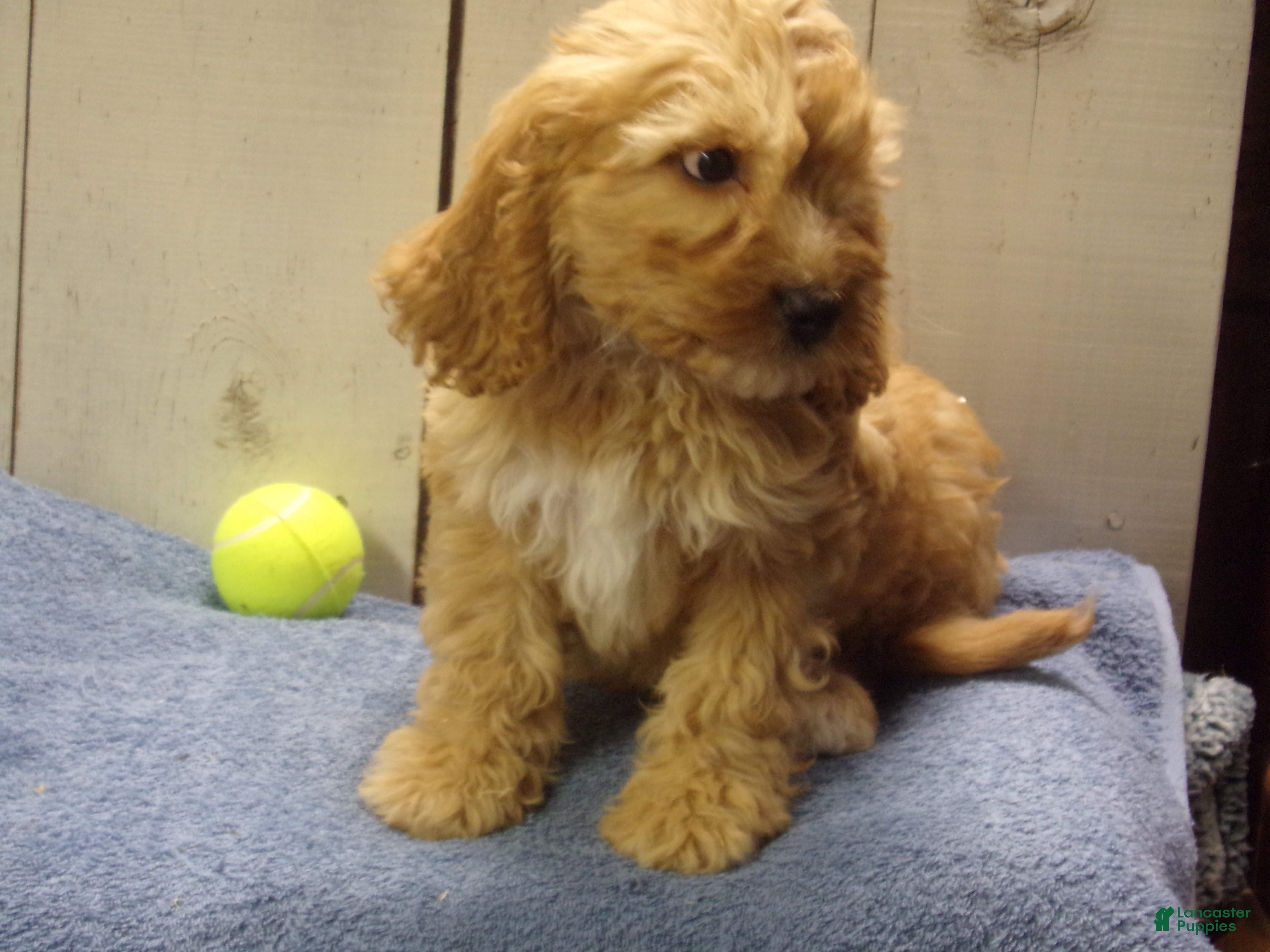 Cockapoo dogs for sale: Baxter - Ad 4