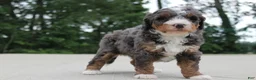Mini Bernedoodle dogs for sale: Benji - Ad 3