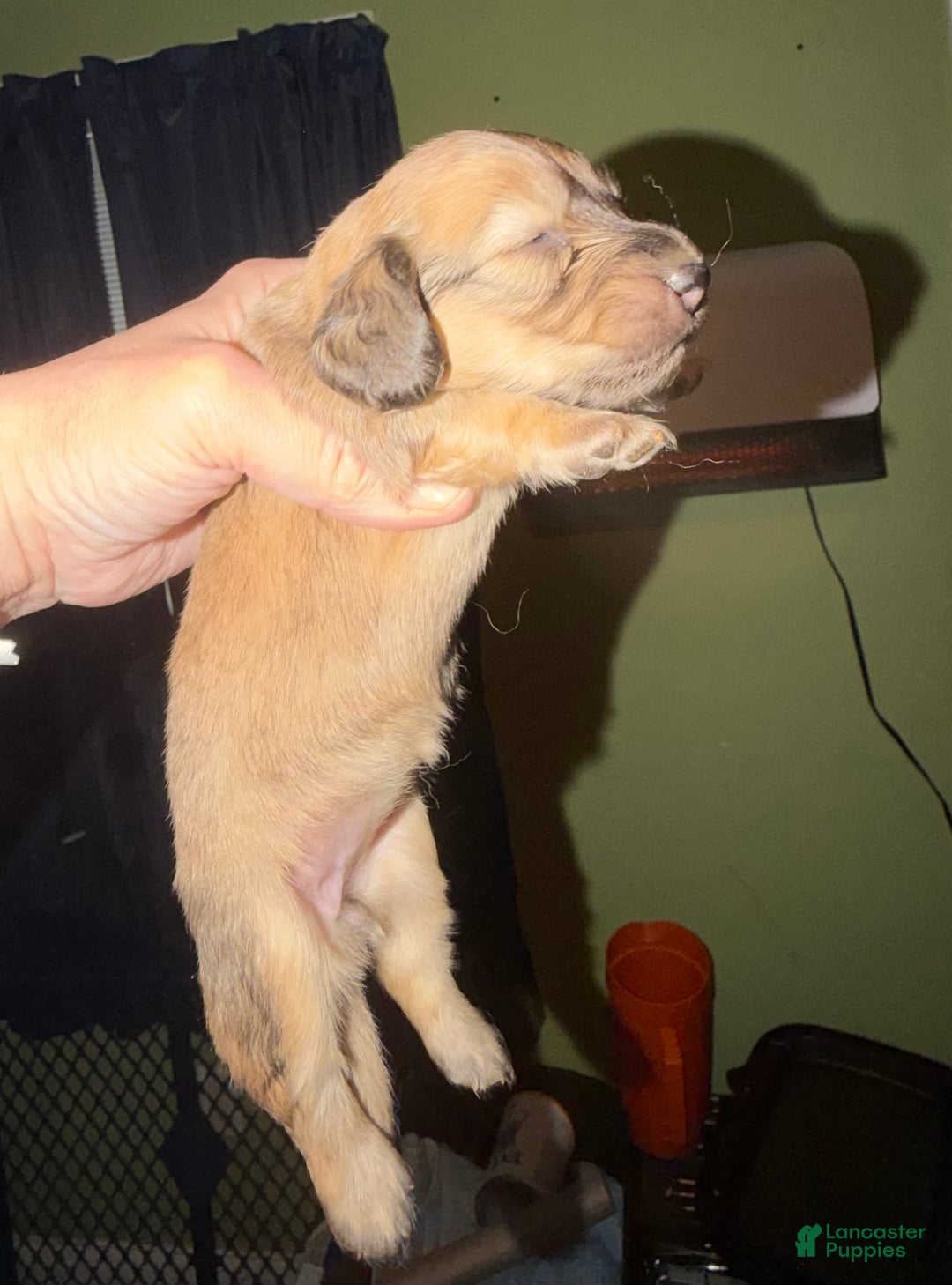 Miniature Dachshund dogs for sale: Cream - Ad 28