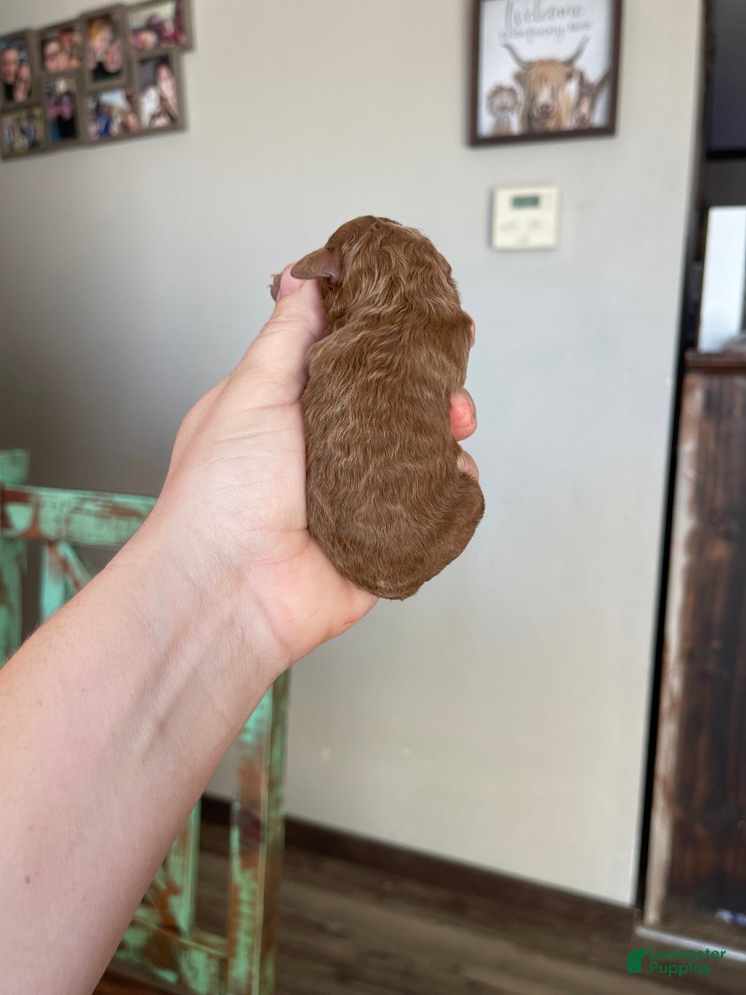 Toy Poodle dogs for sale: Akc Bred color Red Boy 2 - Ad 4