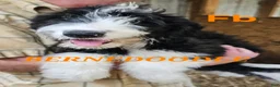 Bernedoodle dogs for sale: Bernedoodle  - Ad 3