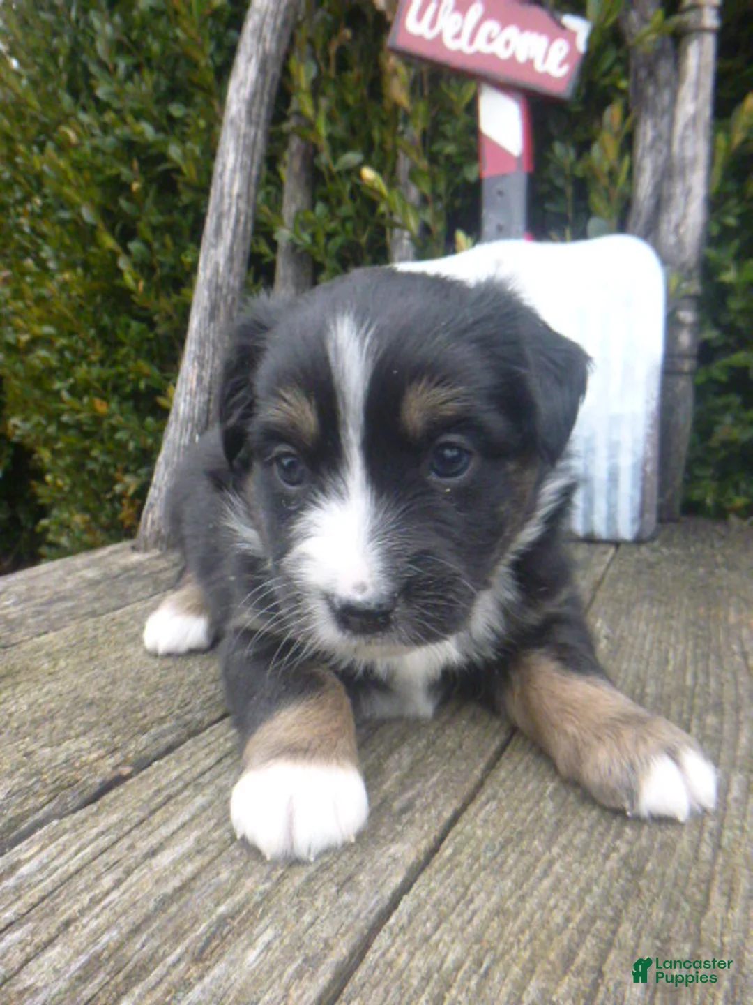 Miniature Australian Shepherd dogs for sale: Nessa - Ad 8