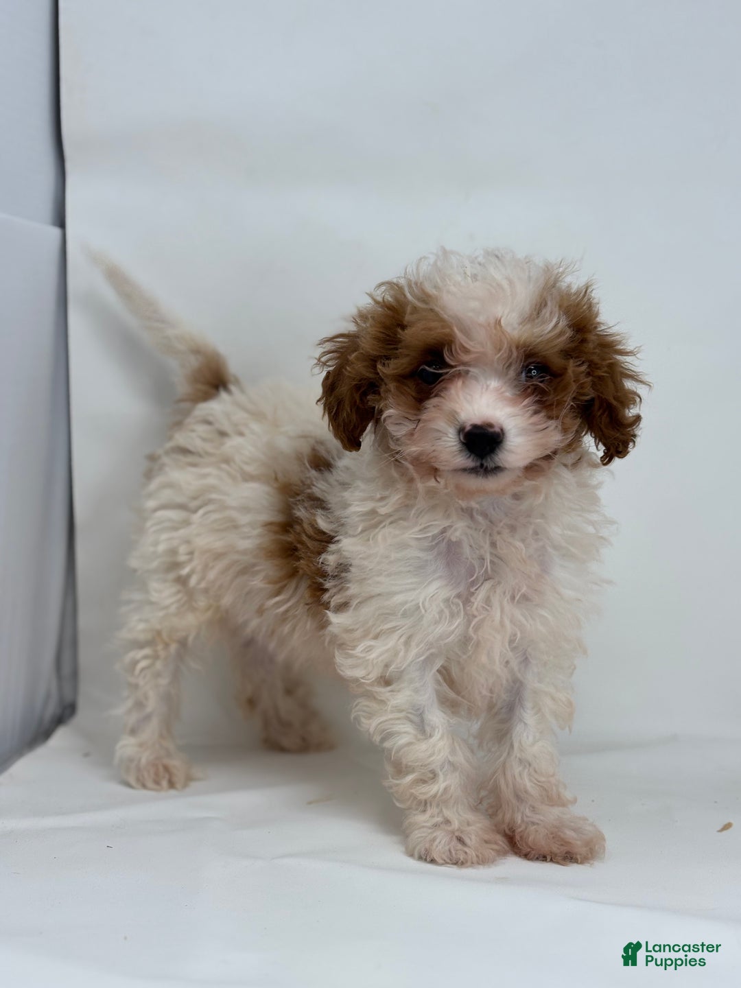 Mini Goldendoodle dogs for sale: Evan - Ad 3