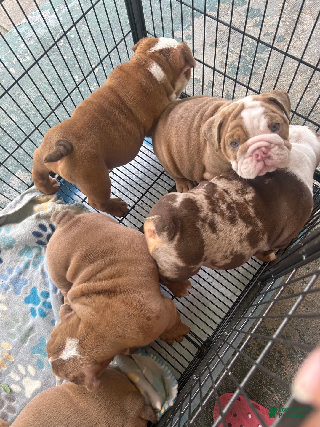 English Bulldog dogs for sale: English Bulldog Puppy 1 - Ad 4