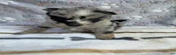 Pomsky dogs for sale: Romy - Ad 4