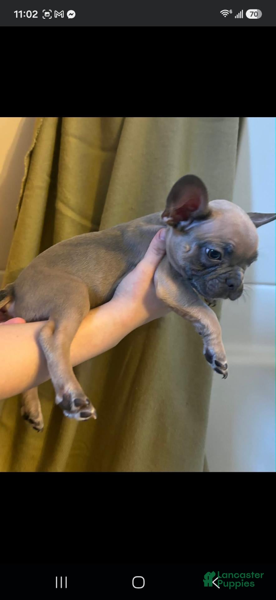 French Bulldog dogs French Bulldog 1 - Ad 10
