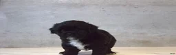 Teddy Bear dogs for sale: Bramble  - Ad 3