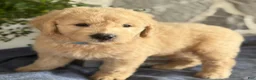 Goldendoodle dogs for sale: Nico - Ad 10