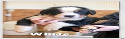Bernese Mountain Dog dogs for sale: Teddy - Ad 7