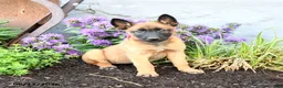 Belgian Malinois dogs for sale: Greta - Ad 5