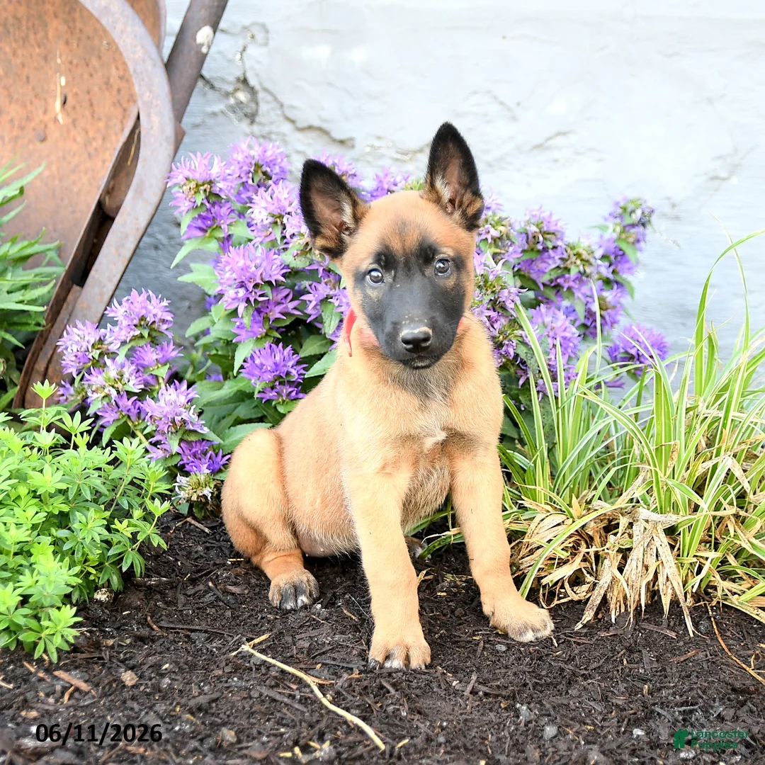 Belgian Malinois dogs for sale: Greta - Ad 5