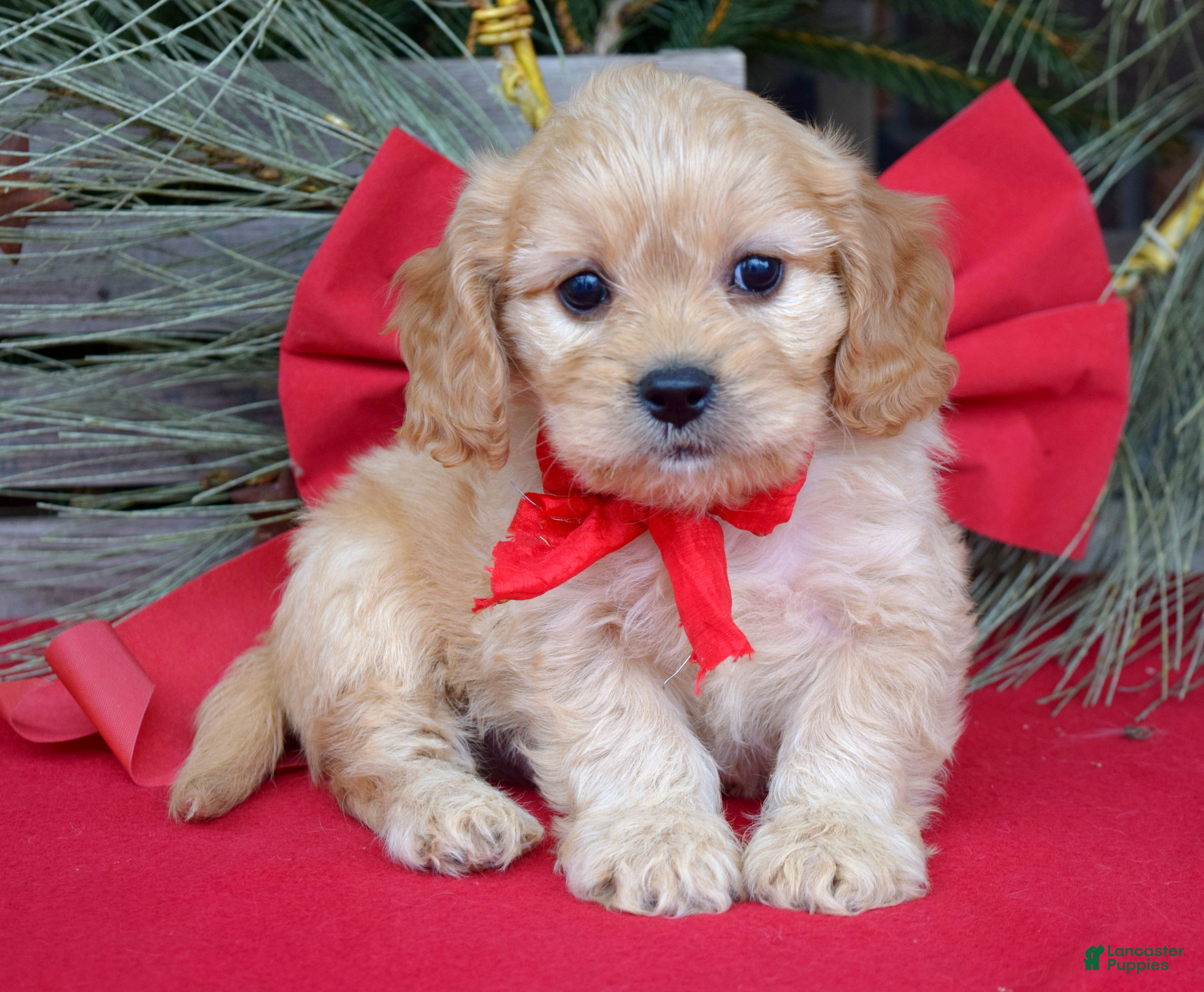 Cavachon dogs Corbin - Ad 3