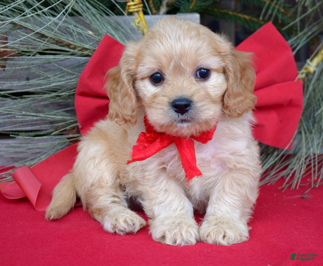 Cavachon dogs for sale: Corbin - Ad 1