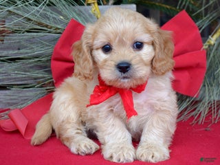 Cavachon dogs Corbin - Ad 3