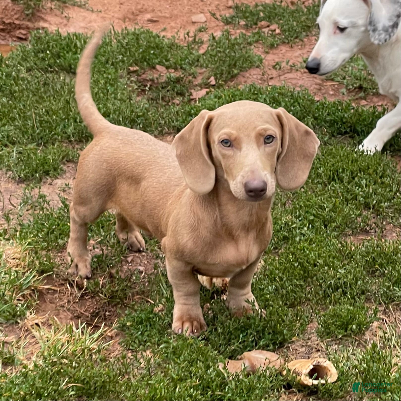 Dachshund dogs Parker - Ad 39