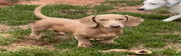 Dachshund dogs for sale: Parker - Ad 2