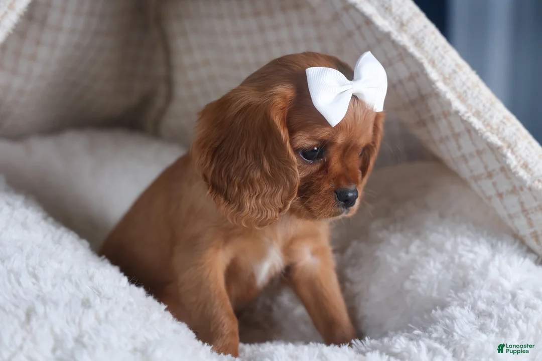 Cavalier King Charles Spaniel dogs for sale: Paisley - Ad 7