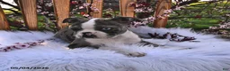 Boston Terrier dogs for sale: Brooklyn - Ad 14