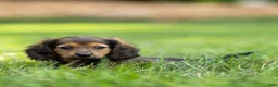 Miniature Dachshund dogs for sale: Marie Miniature Dachshund  - Ad 5
