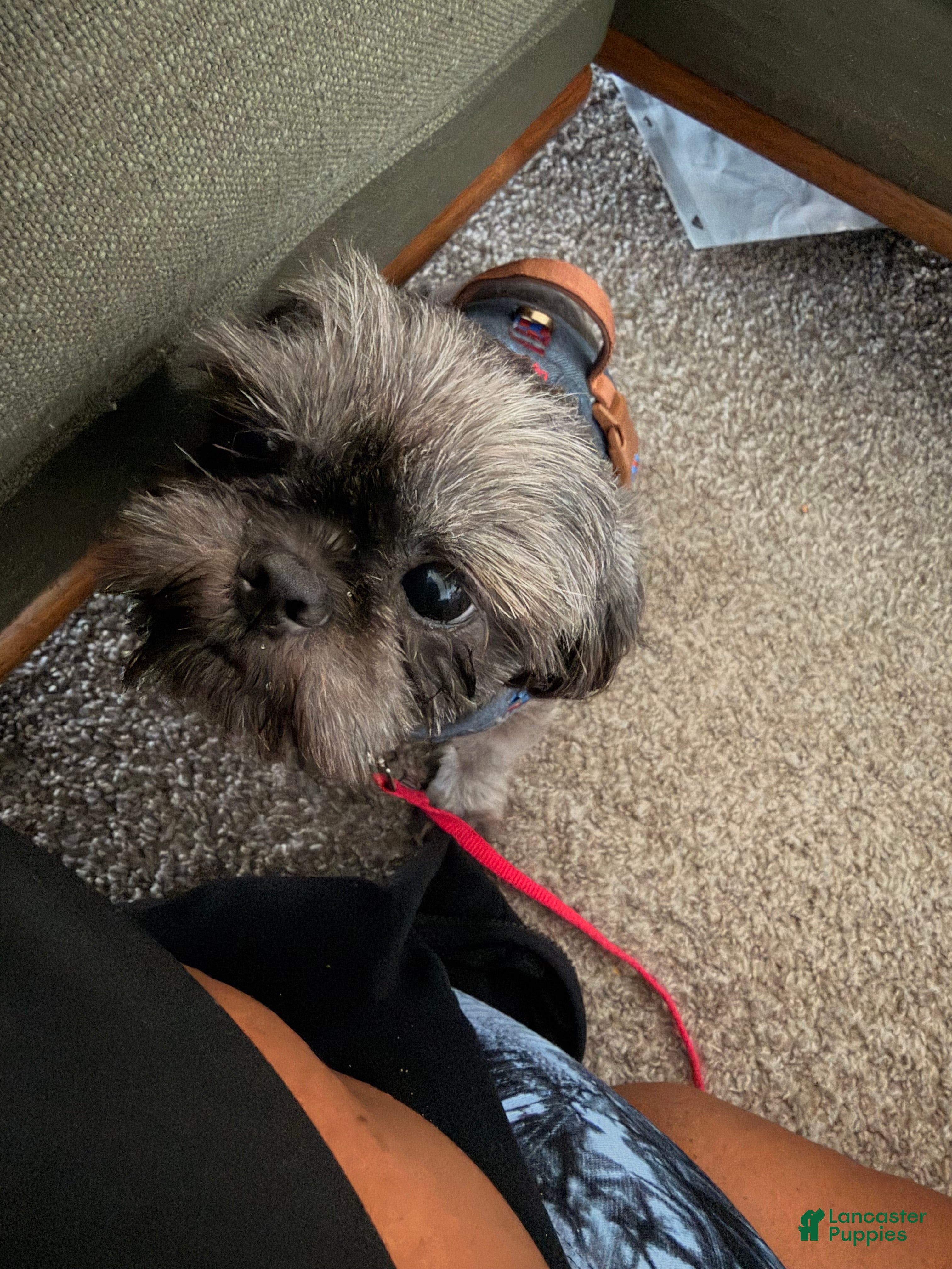 Shih Tzu dogs Ash - Ad 17