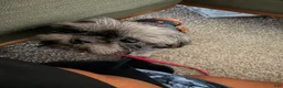 Shih Tzu dogs for sale: Ash - Ad 1