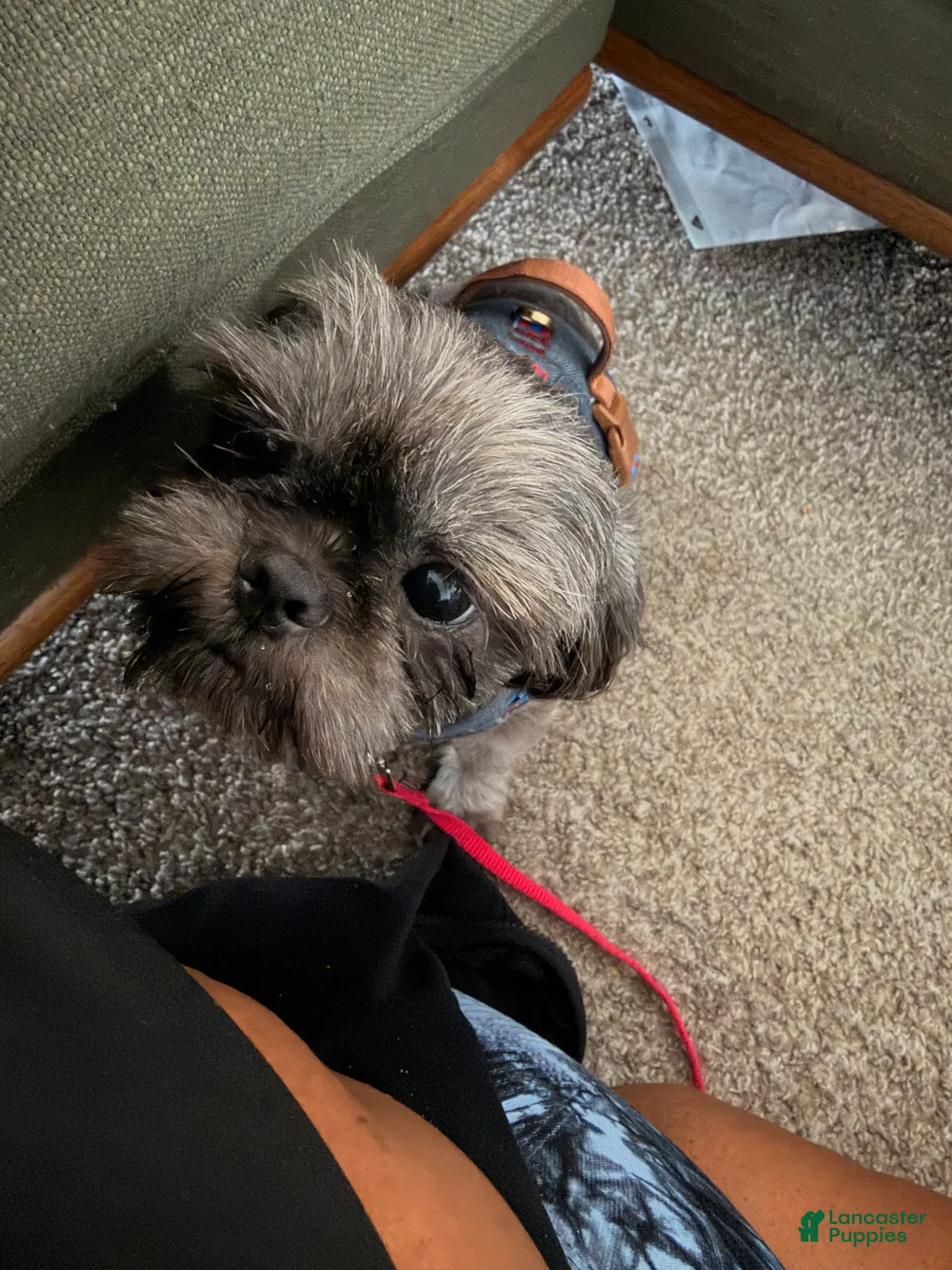 Shih Tzu dogs for sale: Ash - Ad 1