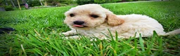 Havapoo dogs for sale: Avalon-SUMMER SALE!! $100 off listed price-this week only!  - Ad 11