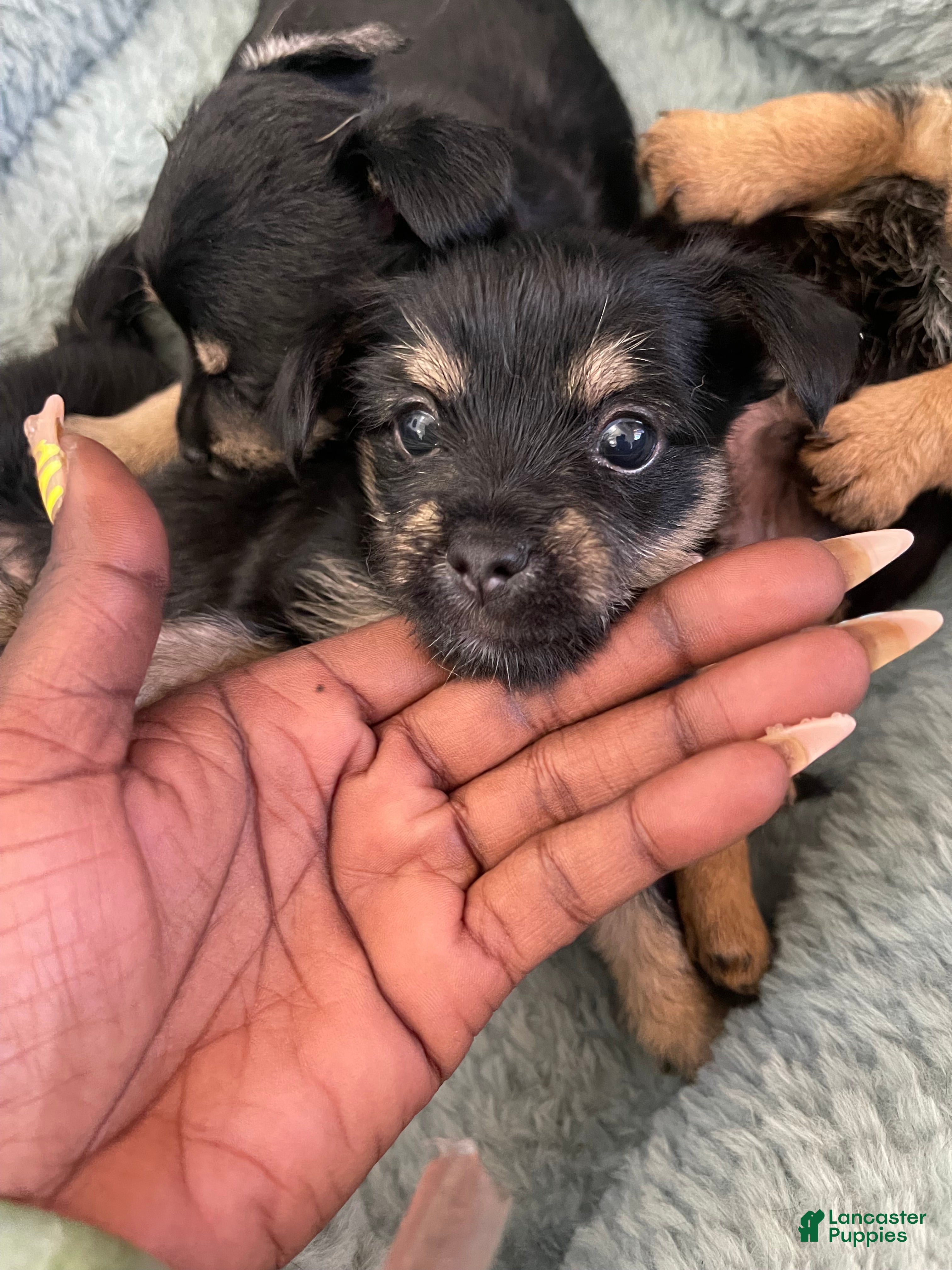 Dorkie dogs Mochi - Ad 1